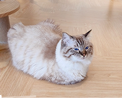  マレーシアの【猫カフェ総評】