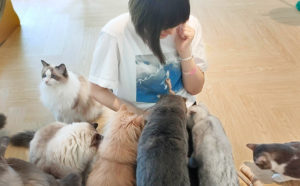 【マレーシア猫カフェ】KLで①番おすすめ！長毛種好き必見「Mao Catfe」体験レポ