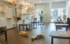 【猫ｶﾌｪ】クアラルンプール【Cuffymeow】レポ🐈時間無制限とスフレパンケーキを堪能